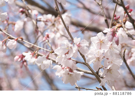 彼岸桜の桃色花の写真素材