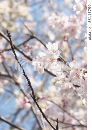彼岸桜の桃色花【空背景】 88118790