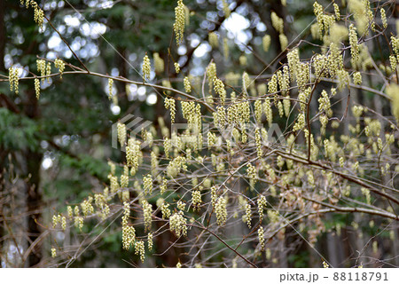 山で春一番に咲くキブシの花 88118791