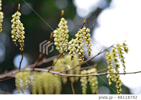 山で春一番に咲くキブシの花 88118792
