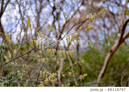山で春一番に咲くキブシの花 山で春一番に咲くキブシの花 88118797