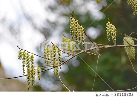 山で春一番に咲くキブシの花 88118802