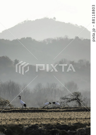 冬 韓国 香遠亭 88118803