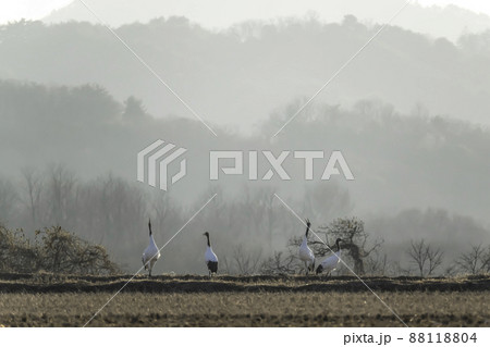 タンチョウ 鳥 冬 88118804