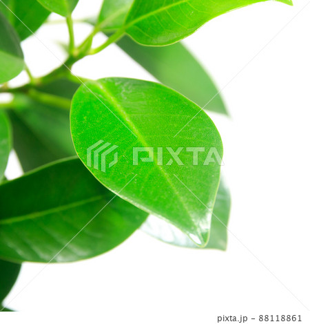 観葉植物、フィカス・ナナの葉【白背景】 88118861