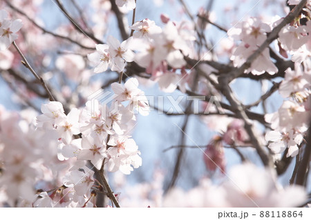 彼岸桜の桃色花 彼岸桜の桃色花 88118864