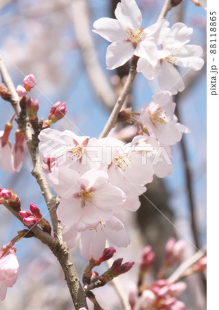 彼岸桜の桃色花【空背景】 彼岸桜の桃色花【空背景】 88118865