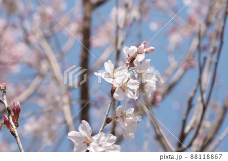 彼岸桜の桃色花【空背景】 彼岸桜の桃色花【空背景】 88118867