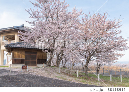 桜咲く春の神南備山（かんなびさん）展望台 88118915