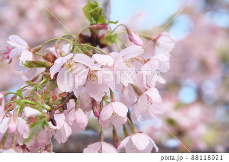 玉縄桜、早咲きの染井吉野の桃色花 88118921