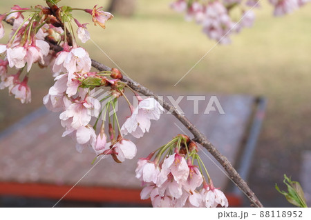 玉縄桜、早咲きの染井吉野の桃色花 玉縄桜、早咲きの染井吉野の桃色花 88118952