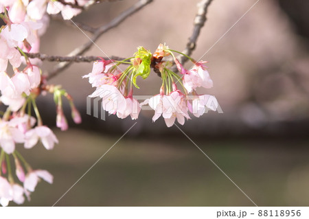 玉縄桜、早咲きの染井吉野の桃色花 88118956
