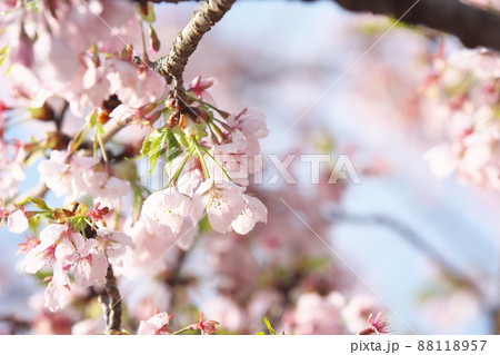 玉縄桜、早咲きの染井吉野の桃色花 88118957