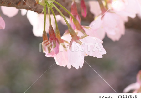 玉縄桜、早咲きの染井吉野の桃色花 玉縄桜、早咲きの染井吉野の桃色花 88118959