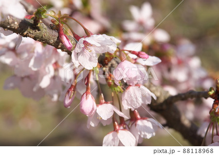 玉縄桜、早咲きの染井吉野の桃色花 88118968
