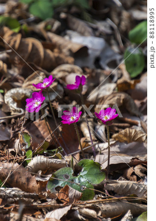 雪割草 雪割草 88118995