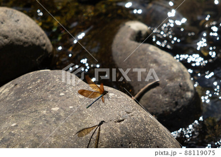 夏・イトトンボの風景 夏・イトトンボの風景 88119075