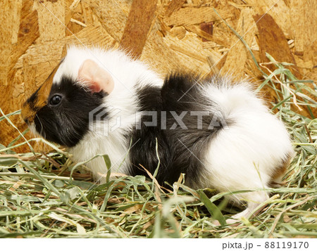 三色の毛のアビシニアンモルモット 三色の毛のアビシニアンモルモット 88119170