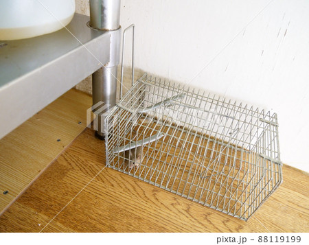 ネズミが捕まっているトラップ ネズミが捕まっているトラップ 88119199