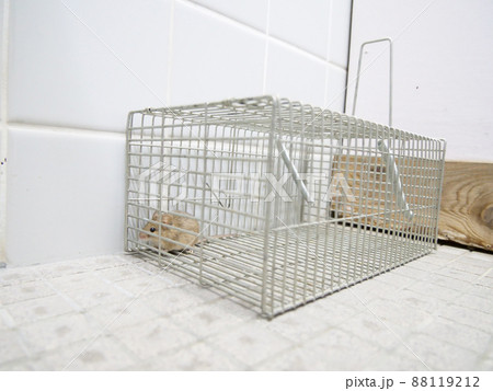ネズミがかかった捕獲機 88119212