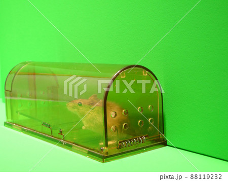 野生のイエネズミがはいった捕獲機 野生のイエネズミがはいった捕獲機 88119232