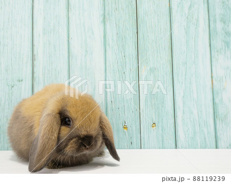茶色いたれ耳の子ウサギ 88119239