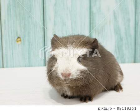 ダークブラウンのモルモット 88119251