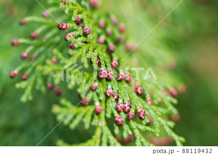 花粉症を引き起こす植物（ヒノキ） 88119432