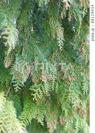 花粉症を引き起こす植物(ヒノキ) 花粉症を引き起こす植物(ヒノキ) 88119434