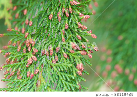 花粉症を引き起こす植物(ヒノキ) 花粉症を引き起こす植物(ヒノキ) 88119439