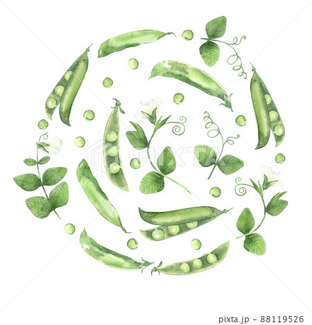 Backdrop with watercolor pea pods. Illustrated organic food. Template for card, label and packaging. Backdrop with watercolor pea pods. Illustrated organic food. Template for card, label and packaging. 88119526