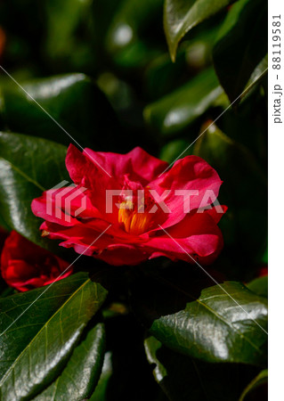 雪椿の花 88119581