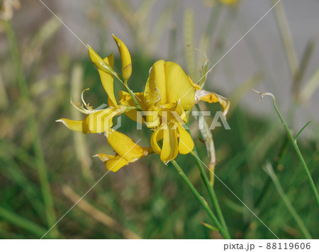 クロアチア・スプリトの花 スピノーサ クロアチア・スプリトの花 スピノーサ 88119606
