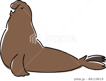 手描き風のゾウアザラシのイラスト 88119619