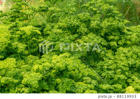 パセリ ハーブ パセリ ハーブ 88119933