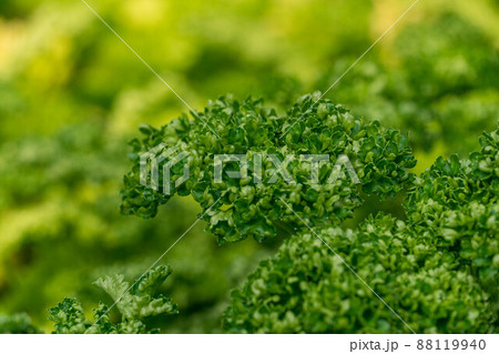 パセリ ハーブ パセリ ハーブ 88119940