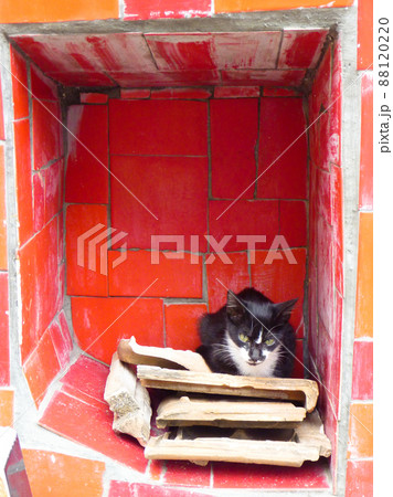 ブラジル・リオデジャネイロのセラロン階段でくつろぐ野良猫 88120220