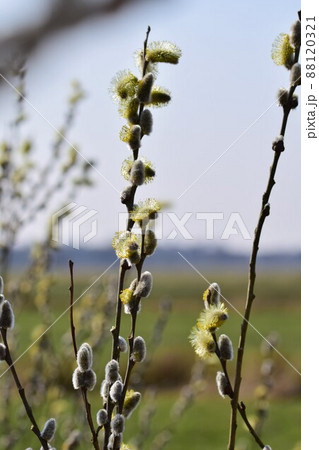 Flowering salix salicaceae against a blurred landscape 88120321