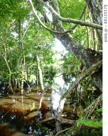 ボリビア・ルレナバケのアマゾンジャングルツアーにて生い茂る熱帯雨林と赤茶色のミネラル豊富な川 ボリビア・ルレナバケのアマゾンジャングルツアーにて生い茂る熱帯雨林と赤茶色のミネラル豊富な川 88120578