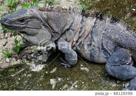 メキシコ・チチェンイッツァに生息する野生動物グリーンイグアナの上半身クローズアップ メキシコ・チチェンイッツァに生息する野生動物グリーンイグアナの上半身クローズアップ 88120590