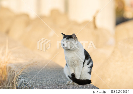 見つめる猫 見つめる猫 88120634