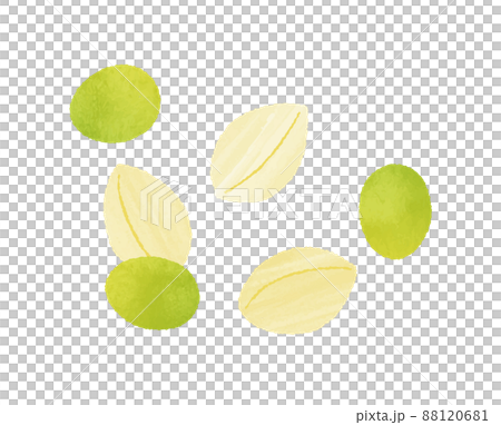 Ginkgo Ginkgo 88120681