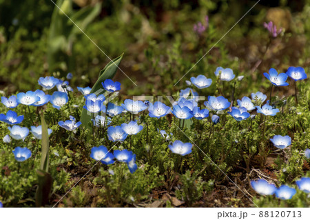 ネモフィラ ネモフィラ 88120713