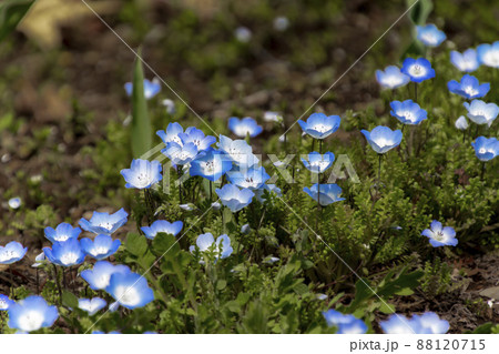 ネモフィラ 88120715