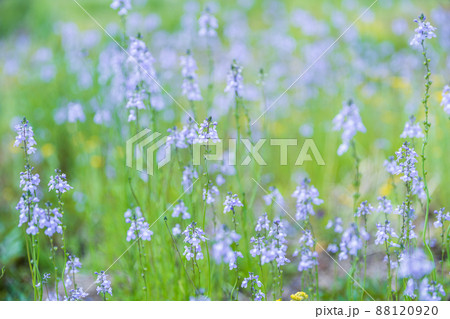 春の花・松葉海蘭 88120920