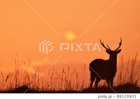 朝焼けに染まるオスのエゾシカ（北海道） 88120935