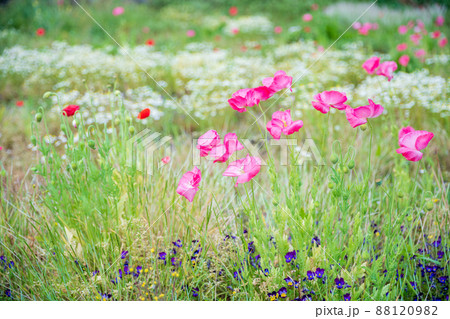 春の花　ポピー 88120982