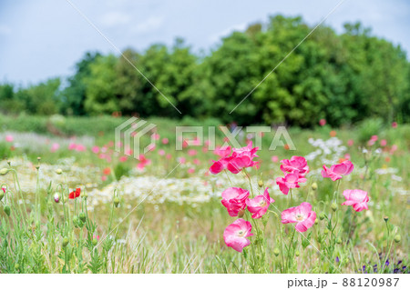 春の花　ポピー 88120987