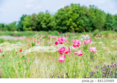 春の花　ポピー 88120989