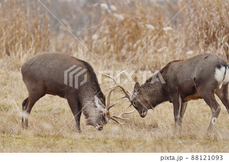 角を突きあわせて戦うエゾシカ(北海道) 角を突きあわせて戦うエゾシカ(北海道) 88121093